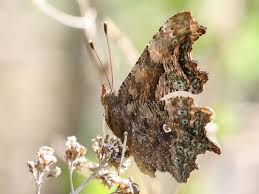 Image result for Polygonia c-album