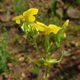 Image result for Sebaea