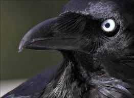 Australian Black Bird With White Wing Tips Australian Raven That S A Scarry Eye Raven Raven Bird Crow Bird