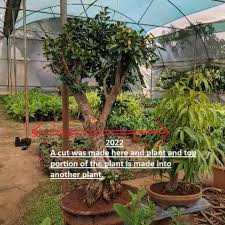 Image result for Pandiaka confusa