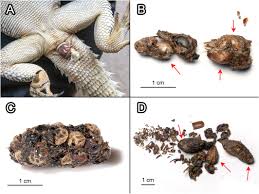 Image result for Trilepisium madagascariense