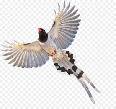 Murai batu | tarung nagen gahar abis. Eurasian Magpie Vogel Fliegende Elster Png Herunterladen 1264 1159 Kostenlos Transparent Fauna Png Herunterladen