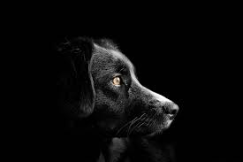 Leider ist es eine traurige tatsache, dass. Unglucksbringer Schwarze Tiere Finden Schwerer Ein Zuhause