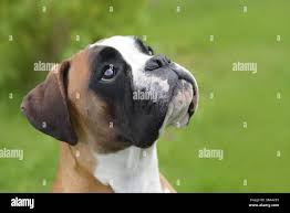 Image result for Timandra griseata