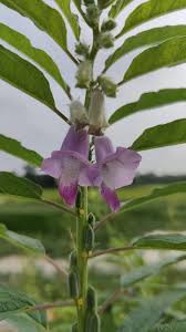 Image result for Sesamum angustifolium