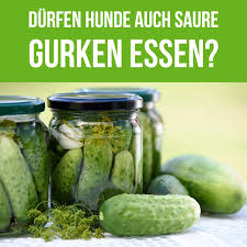 Durfen Hunde Gurken Essen Wie Grune Salatgurken Und Saure Gurken Salzgurken Gurken Einlegen Ohne Kochen Einmachrezepte