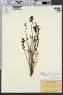 Image result for Astragalus atropilosulus