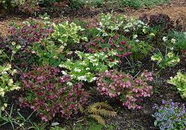 Hellebore flowers are fairly easy to care for once established, as long as the conditions are right. Culture And Hellebore Care Instructions Northwest Garden Nursery Where Winter Jewels Bloom