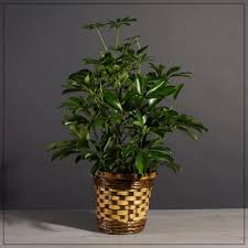 Image result for Schefflera