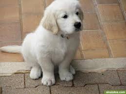 It is one of the largest comic cons in the united states with over 100,000 square. Pure Breed Retriever Puppy For Sale Bokaro Steel City Zamroo