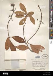 Image result for Embelia schimperi