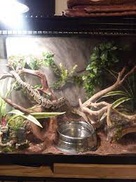 Snake Habitat In 2020 Snake Enclosure Ball Python Pet Ball Python