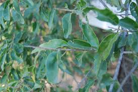 Image result for Maerua angolensis