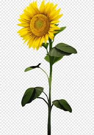 There are 10+ professionals named bunga matahari, who use linkedin to exchange information, ideas, and opportunities. Common Sunflower Plant Flower Sunflower Plant Stem Png Pngegg