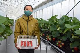 野洲市にイチゴ農園 ひょうたん鯰 紅ほっぺと章姫の販売を開始 びわ湖大津経済新聞