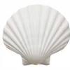 Shop for clam shell art from the world's greatest living artists. 1