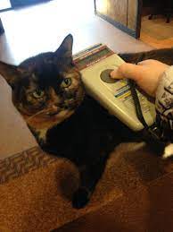 Introducing Gabapentin Gentle Sedation For Fearful And Aggressive Cats Boston Street Animal Hospital Animal Hospital Cat Patio Pets