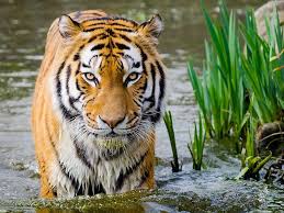 Over the past years she's hosted many cooking shows which have aired in latin america and the us. Save The Tiger Ompe Organisation Mondiale Pour La Protection De L Environnement
