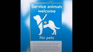 It also helps the dog differentiate from work and play. Verify Do Service Animals Have To Wear A Marked Vest Rocketcitynow Com