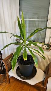 Image result for Dracaena afromontana