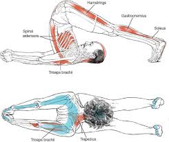 Epingle Par Downdogboutique Yoga Sur Health Anatomie Yoga Yoga Exercices De Yoga