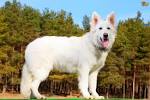 White Swiss Shepherd Breed Information, Characteristics ...