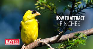 How large of a finch feeder should i buy? How To Attract Finches To Your Feeders