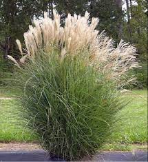 Chinese Silver Maiden Grass Miscanthus Sinensis Gracillimus Quart Pot Walmart Com Ornamental Grasses Plants Grasses Garden