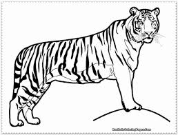 Coloring Pages Of A Tiger Inspirational Tiger Coloring Pages Realistic Dragons In 2020 Animal Coloring Pages Animal Coloring Books Dog Coloring Page