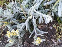 Image result for Pseudognaphalium oligandrum