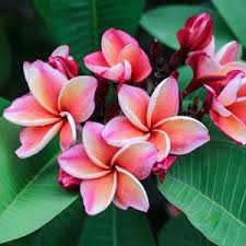 Frangipani Sally Morange Garden Express Plumeria Flowers Asparagus Fern