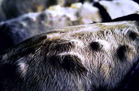 Nokra (Hypodermosis) - Sığırlar - VetRehberi