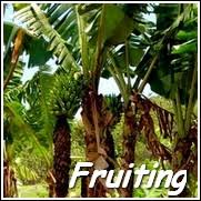 Orders before noon usually get shipped the same day. Banana Plants For Sale At The Lowest Prices At Ty Ty Nursery