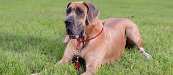 What to avoid feeding great danes. The Best Dog Food For Great Danes Review In 2021