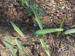 Image result for Adenia repanda