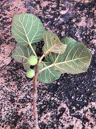 Image result for Ficus tettensis