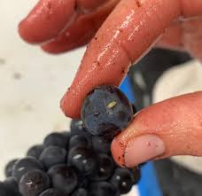 How To Protect Grapes From Birds & Insects - Get Busy Gardening