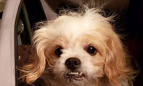 Shih tzu puppies for adoption in kansas city. Want To Adopt A Pet Here Are 7 Lovable Pups To Adopt Now In Baltimore