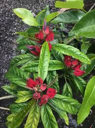 Image result for Pavonia burchellii