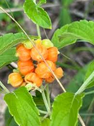 Image result for Hoslundia