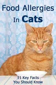 11 Key Facts About Food Allergies In Cats Thecatsite Articles
