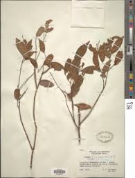 Image result for Rinorea angustifolia