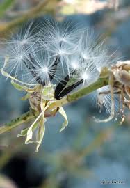 Image result for Lactuca imbricata