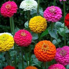 Maybe you would like to learn more about one of these? 7 Beautiful Flowers To Adorn Your Garden This Summer