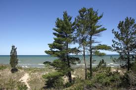We did not find results for: What Is An Eastern White Pine Tree Home Stratosphere