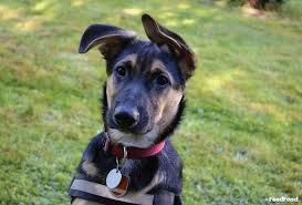 German Shepherd Lab Mix Dog Breed Guide For 2019