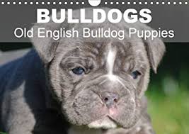 Olde english bulldogge breeder in denver colorado,bulldogge breeder,olde english bulldogge puppies. Amazon Com Bulldogs Old English Bulldog Puppies Wall Calendar 2021 Din A4 Landscape Office Products