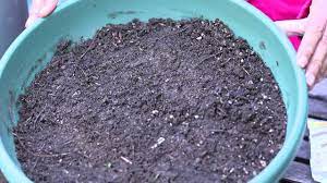 In a week or two, your seedlings will push through and grow rapidly planting sunflowers is an easy and fun way to add a burst of color to your garden, but be. How Do I Germinate Sunflower Seeds Planting The Seed Youtube
