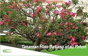 Check spelling or type a new query. Tanaman Hias Batang Atau Pohon Jenis Dan Fungsinya