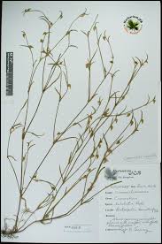 Image result for Commelina subulata